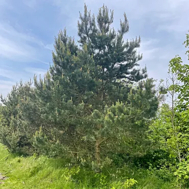 Pin silvestru (Pinus sylvestris) la ghiveci C1