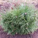 Pin silvestru (Pinus sylvestris) la ghiveci C1