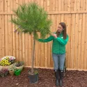 Pin umbrelă mediteranean (Pinus pinea), ghiveci 20L, H 180-200 cm