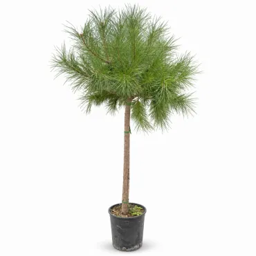 Pin umbrelă mediteranean (Pinus pinea), ghiveci 20L, H 180-200 cm