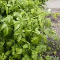 Planta nemuririi (Jiaogulan)