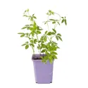 Planta nemuririi (Jiaogulan)
