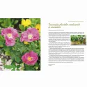 Plante medicinale și aromatice din farmacia bunicii - Renate Dittus-Bär