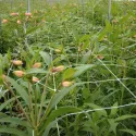 Plasă suport pentru plante 120/8