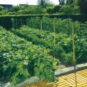 Plasă suport pentru plante 170/10
