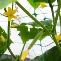 Plasă suport pentru plante 170/10