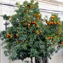 Portocal amar (Citrus x aurantium)
