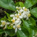 Portocal amar (Citrus x aurantium)