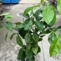 Portocal amar (Citrus x aurantium)