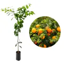 Portocal amar (Citrus x aurantium)
