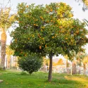 Portocal (Citrus sinensis)