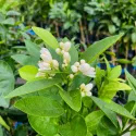 Portocal (Citrus sinensis)