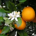Portocal (Citrus sinensis)
