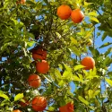 Portocal (Citrus sinensis)