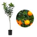 Portocal (Citrus sinensis)