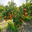 Portocal roșu (Citrus x sinensis Blood orange)