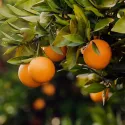 Portocal roșu (Citrus x sinensis Blood orange)
