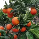 Portocal roșu (Citrus x sinensis Blood orange)