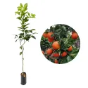 Portocal roșu (Citrus x sinensis Blood orange)