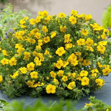 Potentilla Goldstar