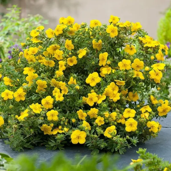 Potentilla Goldstar