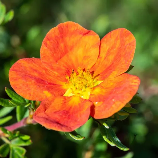 Potentilla Red Ace