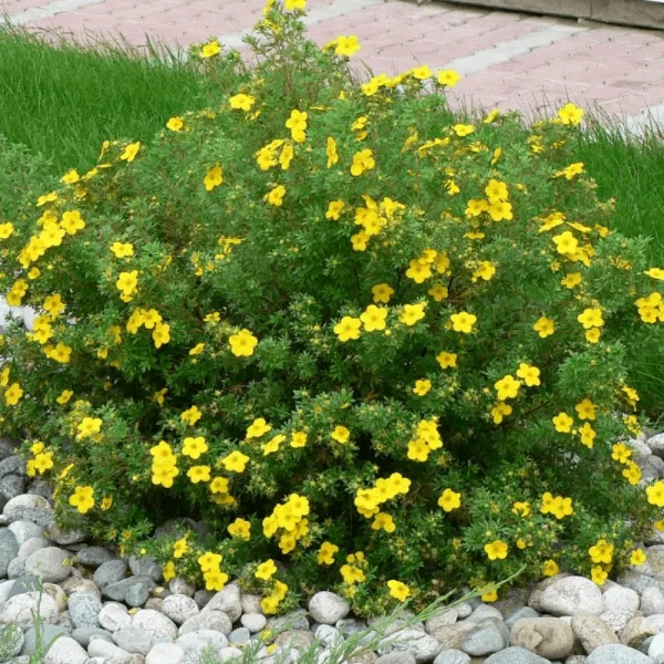Potentilla Sommerflor
