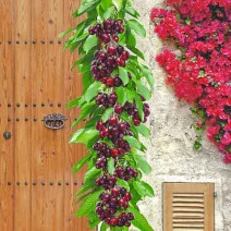 Cireș columnar Victoria cu rădăcină împachetată