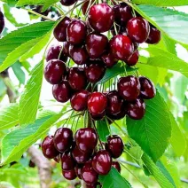 Cireș columnar Reggina cu rădăcină împachetată