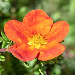 Potentilla Red Ace