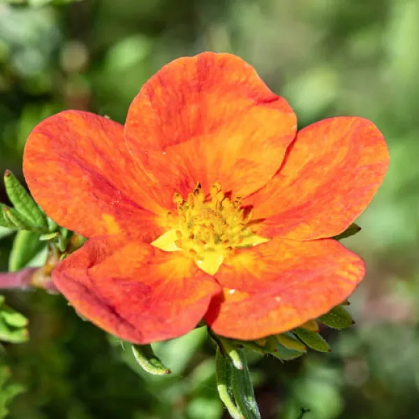Potentilla Red Ace