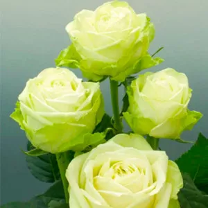 Trandafir teahibrid Green