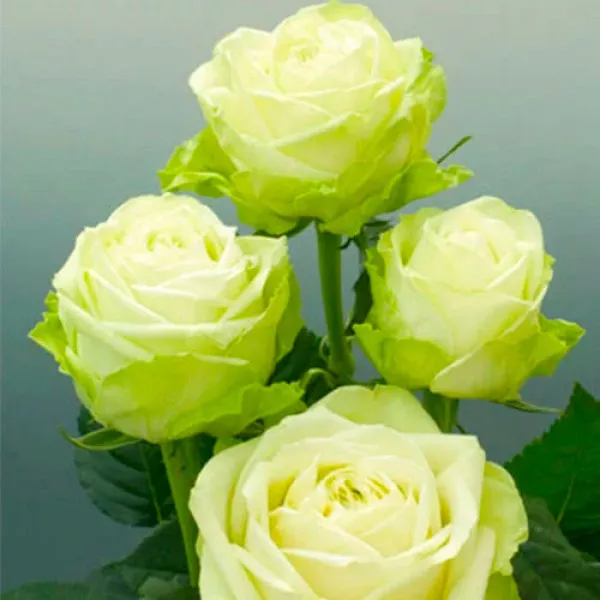 Trandafir teahibrid Green