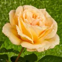 Trandafir teahibrid Casanova