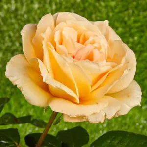 Trandafir teahibrid Casanova