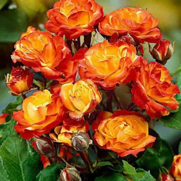 Trandafir floribunda Rumba