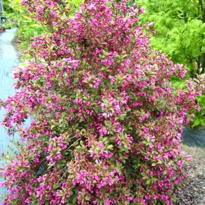 Weigela Victoria