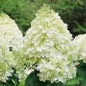 Hortensia paniculata Silver Dollar