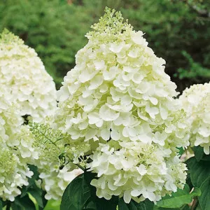 Hortensia paniculata Silver Dollar