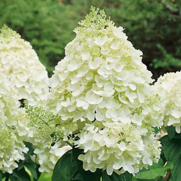 Hortensia paniculata Silver Dollar