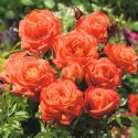 Trandafir floribunda Orange