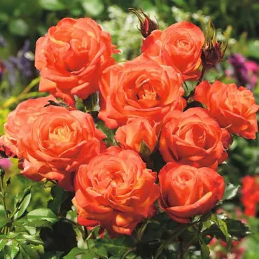 Trandafir floribunda Orange