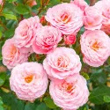 Trandafir floribunda Pink