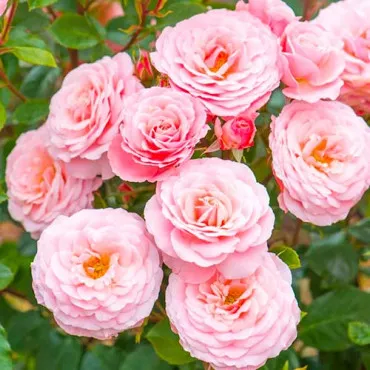 Trandafir floribunda Pink