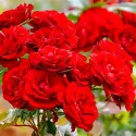 Trandafir floribunda Red