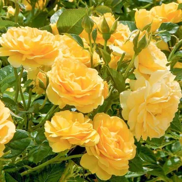 Trandafir floribunda Yellow