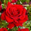 Trandafir teahibrid Red