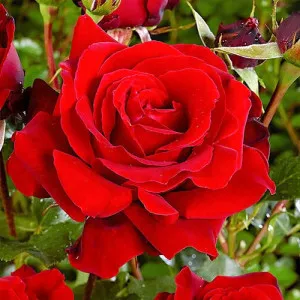 Trandafir teahibrid Red