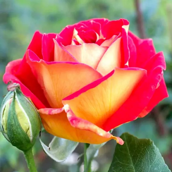 Trandafir teahibrid Red Yellow