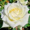 Trandafir teahibrid White